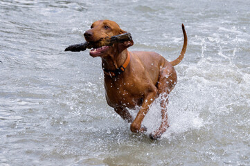 Vizsla with a stick in her mouth