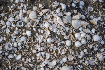 Different seashells in Salina nature park with flamingos near Ulcinj town in winter time in Montenegro