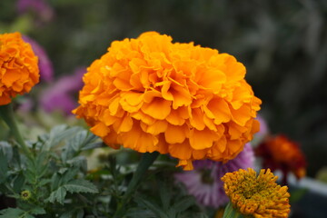 Clear texture of marigold flowers in winter season. 
