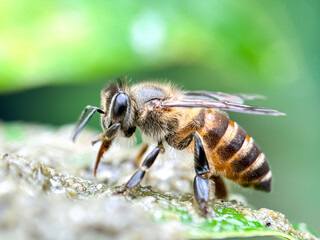 Macro shot of honey bees in green leaves, Asian honey bees (Apis cerana)