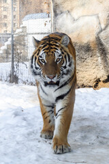 Siberian tiger in the zoo during winter time. Tiger on show. 
