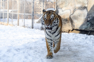 Siberian tiger in the zoo during winter time. Tiger on show. 