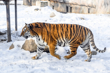 Siberian tiger in the zoo during winter time. Tiger on show. 