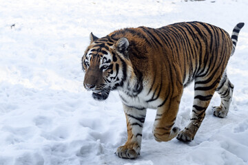 Siberian tiger in the zoo during winter time. Tiger on show. 