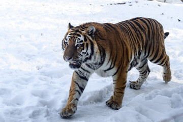 Siberian tiger in the zoo during winter time. Tiger on show. 
