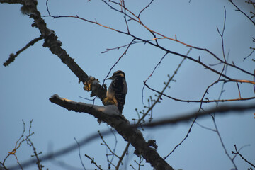Parc Appalaches 24 Décembre Au 2 Janvier 2025