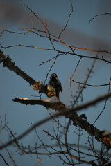 Parc Appalaches 24 Décembre Au 2 Janvier 2025