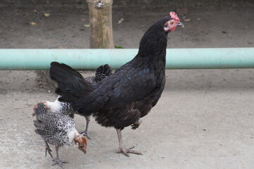 A black hen with two chicks.
