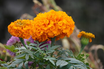 Clear texture of marigold flowers in winter season. 