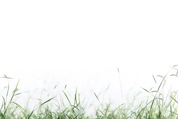 grass flowers on white background.
