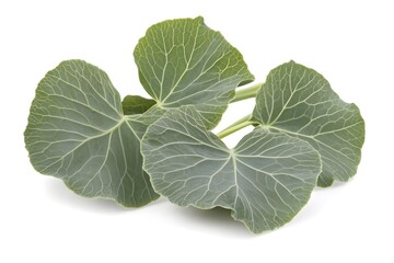 Giant Green Leaves: Nature's Beauty, Up Close