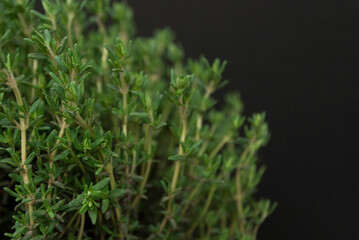 Green thyme sprigs close up on a dark background. Natural seasoning and spices for cooking. Selective focus. Green living and eco-friendly products
