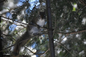 Parc Appalaches 24 Décembre Au 2 Janvier 2025 - 300 Mm 
