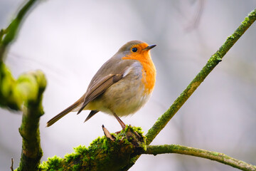 Fototapeta premium European robin. Bird on a branch. Blurred background. Animals in wild nature. Photo for wallpaper or background.