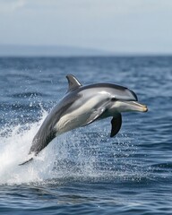 Obraz premium Single Dolphin Leaping through Waves against a Blue Sky: A Celebration of Ocean Nature