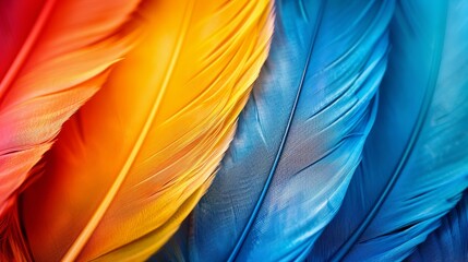 Stunning close up of vibrant orange and blue feathers in perfect harmony and beautiful detail