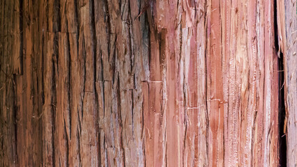natural tree trunk texture pattern close up