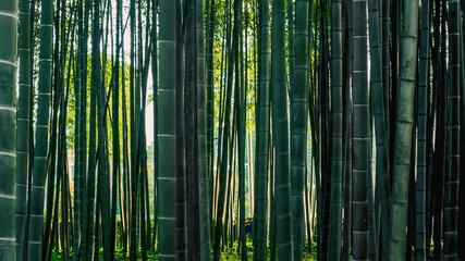 dense natural bamboo forest in Georgia in autumn