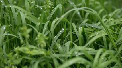 texture of a green grass on a lawn in the park