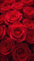 A tightly composed close up view of many stunning vibrant red roses in full bloom, showcasing a romantic and elegant atmosphere, perfect for love themed events.