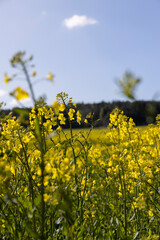 beautiful rapeseed flowers in sunny spring weather