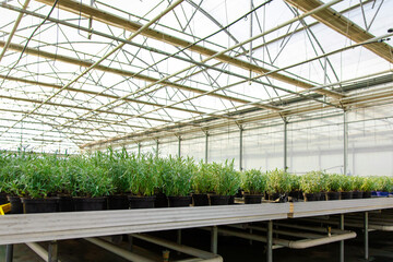 Picture of a modern glasshouse and many plants in a row