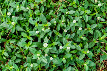 top view of green leaves background