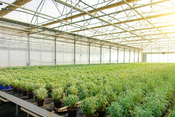 Picture of a modern glasshouse and many plants in a row
