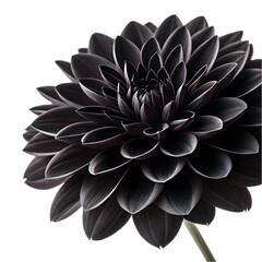 Black flower on transparent background