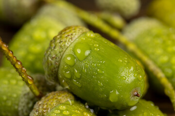 not ripe green oak acorn close-up