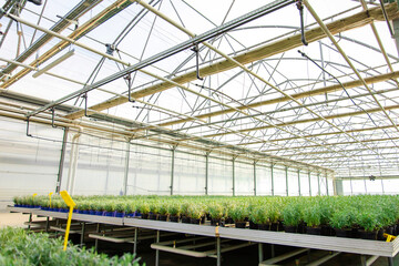 Many potted plants standing in a row in a greenhouse