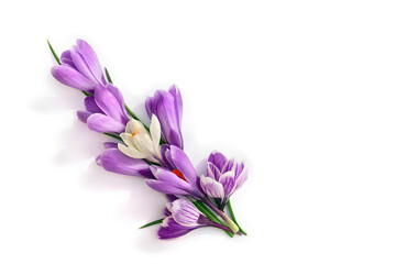 Obraz premium Violet and white flowers crocuses on a white background with space for text. Top view, flat lay. Spring flowers