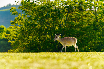 Fototapeta premium 奈良公園の鹿