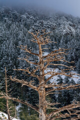 Scenic view of snow covering Blue Atlas Cedar trees in Chelia Mountain in Algeria