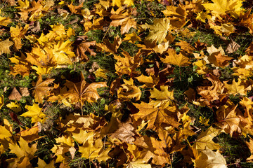 the dry foliage of yellow maples lies on the ground