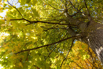 yellow maple foliage on branches in sunny autumn weather
