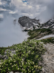 Obraz premium Breathtaking Views Of The Karwendel Mountains While Hiking, Surrounded By Alpine Summer Flowers And Lush Green Plants Under A Vibrant Blue Sky