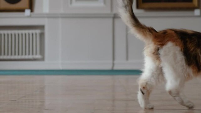 domestic cat in another castle palace with paintings. whiskered four-legged friend of the family