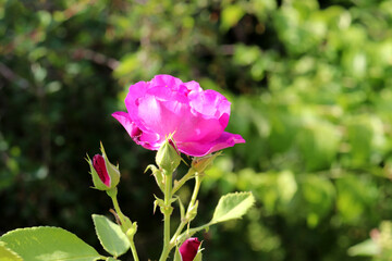 Pink rosehip flower with buds on a flowerbed in the garden on a sunny day against the background of green bushes - horizontal color photo, close-up