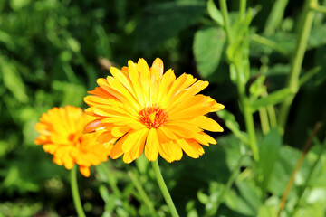 Yellow calendula flowers on the background of grass in a flowerbed - color horizontal photo, nature background, close-up