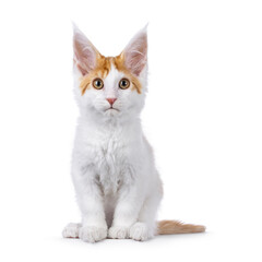 Obraz premium Cute white with orange Maine Coon cat kitten, sitting up facing front. Looking towards camera. Isolated on a white background.