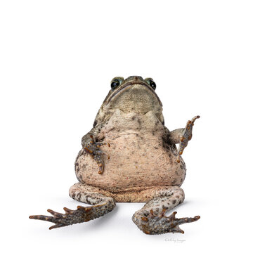 Large Rhinella Marina or Cane toad, sitting on edge like human playing air guitar. Looking towards camera. Isolated on a white background.