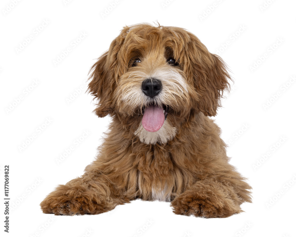 Aufkleber happy labradoodle dog puppy laying down facing front. looking straight to camera with tongue out. is