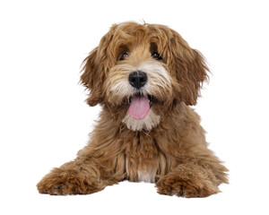 Happy labradoodle dog puppy laying down facing front. Looking straight to camera with tongue out. Isolated cutout on a transparent background.