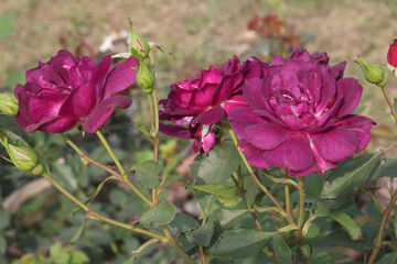 violet colored rose plant on farm