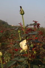white colored rose plant on farm