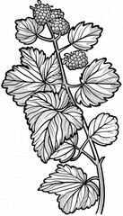 A stylized botanical illustration of a blackberry bramble with leaves and berries. Suitable for food packaging or nature-themed designs.