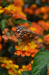 Monarch butterfly