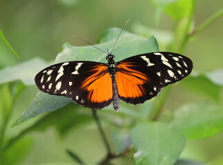 Tiger-Passionsblumenfalter - Tiger longwing