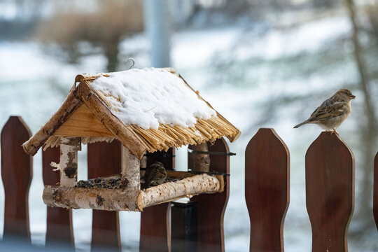 A bird feeder covered in snow, with sparrows on it. In the background, you can see a winter landscape with blurred light. This is a scene of winter bird feeding in a home garden.